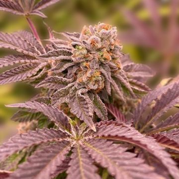 Onyx Auto Fem