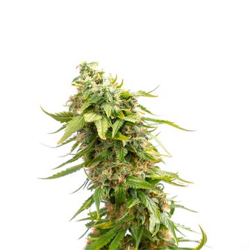 Orange Bud Photo Fem