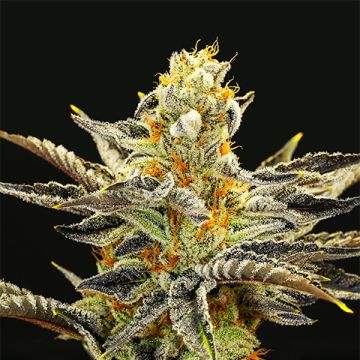 Orange Cookies Photo Fem