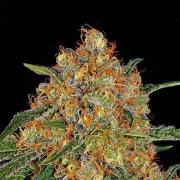Orange Cream Photo Fem