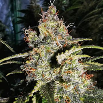 Original Glue Photo Fem