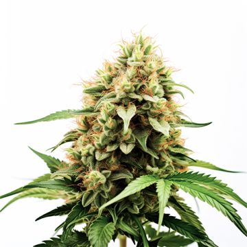 Original Lemon Pie Photo Fem