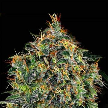 P4P 44 Photo Fem