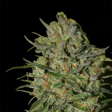 Papas Candy Photo Reg