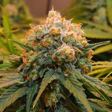 Papaya Photo Fem