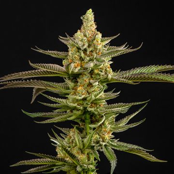 Peanut Butter Breath Photo Fem