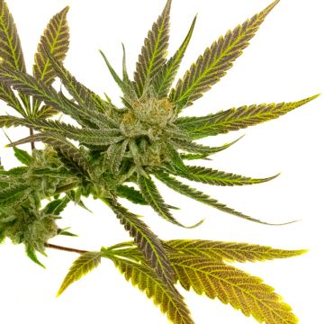 Pineapple Auto Fem