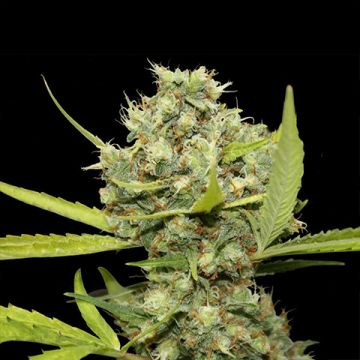 Pineapple Chunk Photo Fem