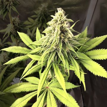 Primate White Widow Photo Fem