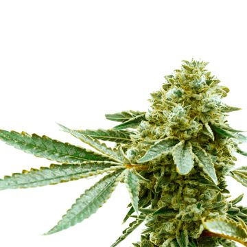 Pineapple Haze Photo Fem