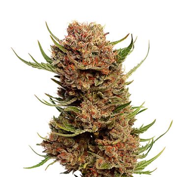 Pineapple Kush Photo Fem
