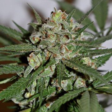 Pineapple Kush Photo Reg