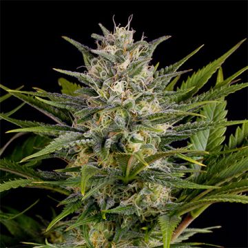 Pineapple Skunk Photo Reg