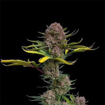 Pink Primate Photo Fem