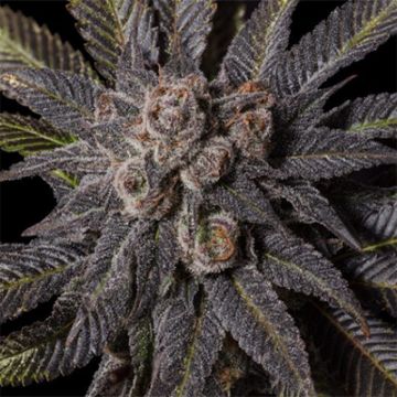 Pink Rosay Auto Fem