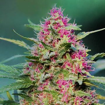 Pink Rozay Photo Fem