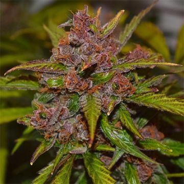 Pink Runtz Auto Fem
