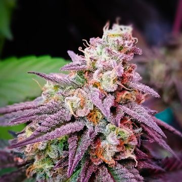 Pink Runtz Photo Fem