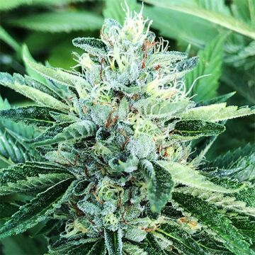 Platinum OG Photo Fem