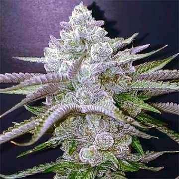 Platinum Bubba Photo Fem