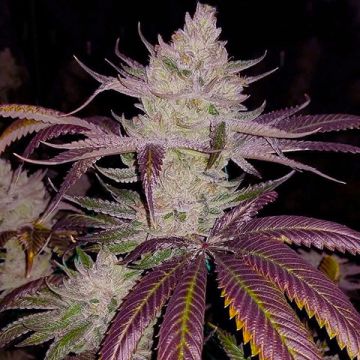 Platinum Cookies Photo Fem