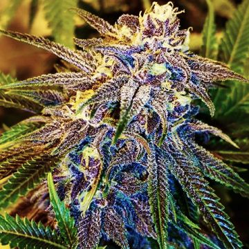 Plushberry Auto Fem