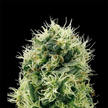 Power Plant Photo Fem