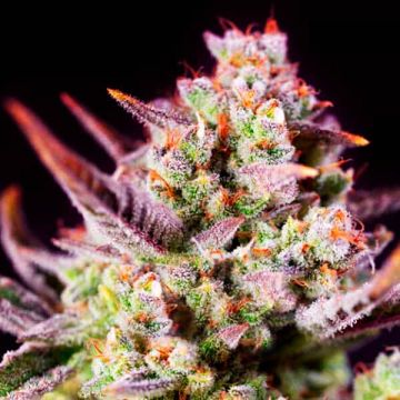 Power Zkittlez Photo Fem