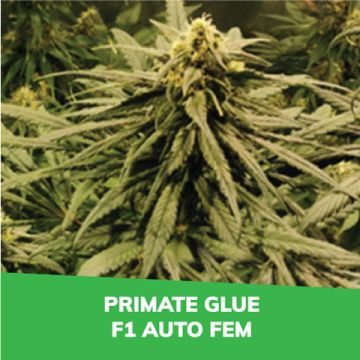 Primate Glue F1 Auto Promo Card