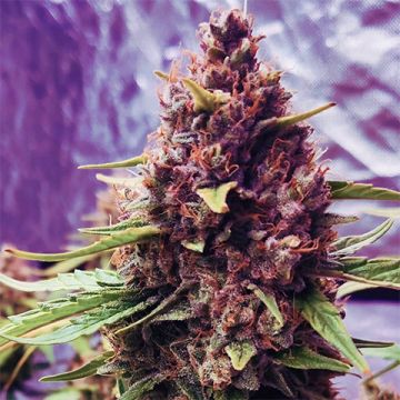 Pure Haze Photo Fem