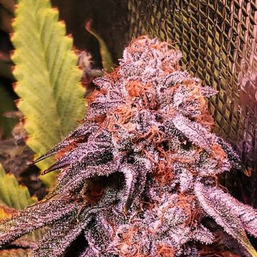 Purple Bubba Kush Photo Fem