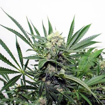 Purple Critical Plus Photo Fem