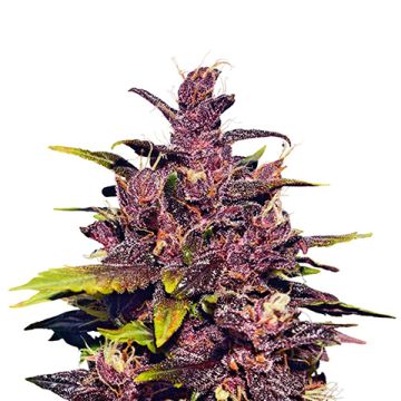 Purple Daddy Fast Photo Fem