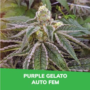 Purple Gelato Auto Promo Card