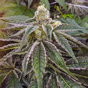 5 Pack - Purple Gelato Auto Fem - Free Seeds