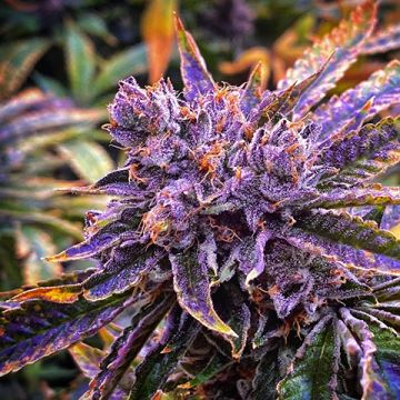 Purple Primate Glue Photo Fem