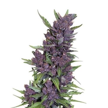 Purple Kush Photo Fem