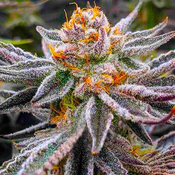 Purple Lemon Zkittlez Photo Fem