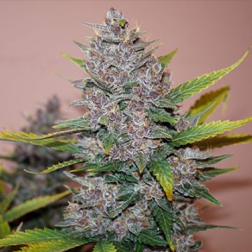 Purple Lemonade Auto Fem