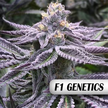 Purple Punch F1 Photo Fem