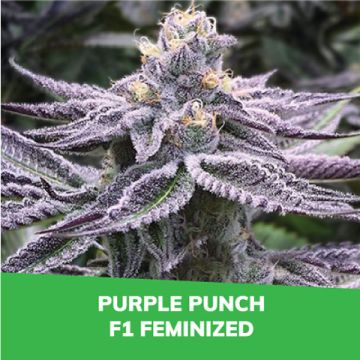 Purple Punch F1 Fem Promo Card