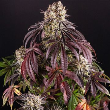 Purple Punch Kush Photo Fem