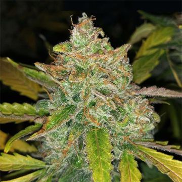 5 Pack - Purple Sunset Auto Fem - Free Seeds