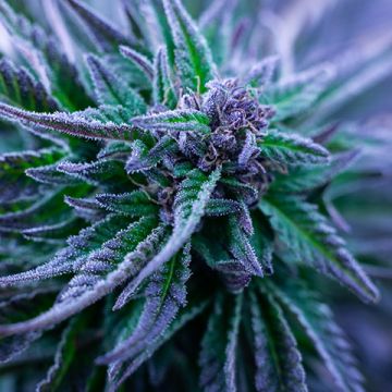 Purple Urkle Photo Fem