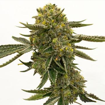 Quarter Pounder Auto Fem