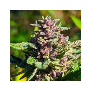 RS11 x Apple Fritters Photo Fem