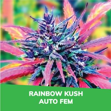 Rainbow Kush Auto Promo Card