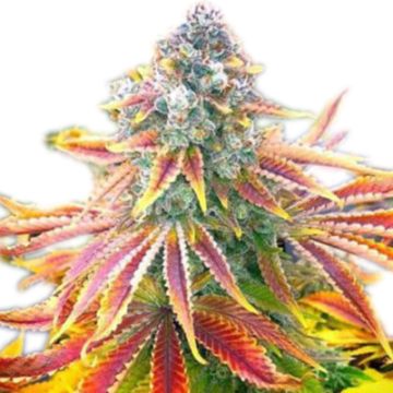 Rainbow Kush Photo Fem