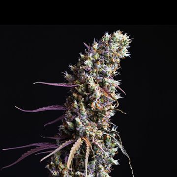 Red Dragon Photo Fem