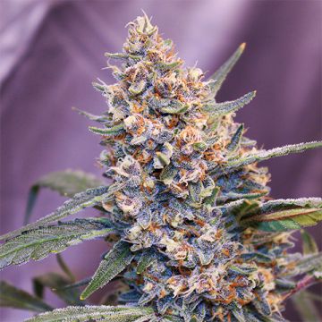 Red Primate XL Auto Fem